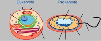 Будова клітин прокаріот і еукаріот - Острів знань